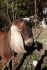 Англо-нубийский чистокровный племенной козел - фотография №2