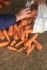 Морковь от производителя, оптом и в розницу. - фотография №1