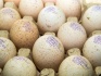 Индюшата суточные яйцо инкубационное индейки - фотография №1