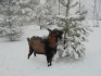 Взрослый козел на племя - фотография №2
