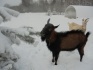 Взрослый козел на племя - фотография №3