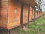 Натуральный мёд оптом и в розницу 40 тонн от производителя - фотография №3