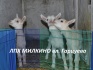 Козочки из тройни, от удойной козы - фотография №2