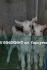 Козочки из тройни, от удойной козы - фотография №3
