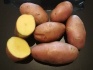 Картофель evolution с доставкой! - фотография №1