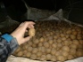 Семенной картофель, калибр 25-40 - фотография №2