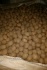 Семенной картофель, калибр 25-40 - фотография №4