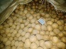 Семенной картофель, калибр 25-40 - фотография №3