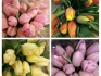 Тюльпаны оптом к 8 марта - фотография №1