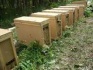 Пчелы пчелопакеты санкт-петербурге - фотография №3