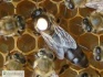 Пчелы пчелопакеты санкт-петербурге - фотография №5