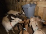 Продаются породистые молочные козы, козочки и козлики - фотография №1