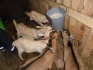 Продаются породистые молочные козы, козочки и козлики - фотография №2