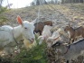 Продаются породистые молочные козы, козочки и козлики - фотография №4