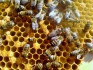 Пчелы. пчеломатки карника - фотография №1