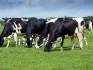 Стадо дойных коров - фотография №2