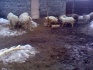 Продаются козы, козлята молочная порода - фотография №3