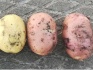 Молодой картофель от производителя - фотография №1