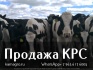 Продажа коров дойных,нетелей молочных пород в Турцию