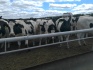 Продажа коров дойных,нетелей молочных пород в турцию - фотография №2