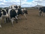 Продажа коров дойных,нетелей молочных пород в турцию - фотография №3
