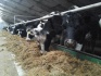Продажа коров дойных,нетелей молочных пород в турцию - фотография №4