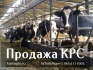 Продажа коров дойных,нетелей молочных пород в грузию - фотография №1
