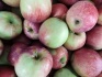 Яблоки от производителя - фотография №4