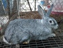 Кролики калифорния,шиншилы,нзб и помесные - фотография №1