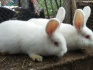 Кролики калифорния,шиншилы,нзб и помесные - фотография №2