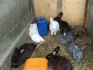 Кролики калифорния,шиншилы,нзб и помесные - фотография №3
