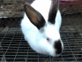 Кролики калифорния,шиншилы,нзб и помесные - фотография №4