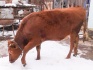 Телка, порода красно степная от высоко удойной коровы - фотография №1