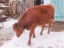 Телка, порода красно степная от высоко удойной коровы - фотография №2