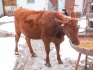 Телка, порода красно степная от высоко удойной коровы - фотография №3
