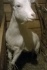 Зааненской породы козы - фотография №6
