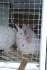 Кролики мясной породы hyplus 3-х мес - фотография №5