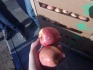 Продам яблоки крымские оптом - фотография №4