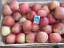 Продам яблоки крымские оптом - фотография №6