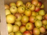 Яблоки 1 и 2 сорт оптом от кфх в ростове на дону - фотография №5