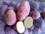Картофель оптом без болезней - фотография №1