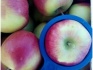 Яблоки оптом от производителя 41,50 руб./кг - фотография №1
