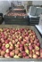 Яблоки оптом от производителя 41,50 руб./кг - фотография №2