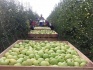 Яблоки оптом 50+, от производителя - фотография №2