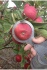 Яблоки оптом 50+, от производителя - фотография №3