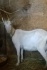 Дойная коза зааненской породы - фотография №1