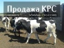 Продажа коров дойных, нетелей молочных пород в россии - фотография №2