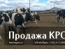 Продажа коров дойных, нетелей молочных пород в россии - фотография №3