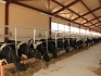 Продажа коров дойных, нетелей молочных пород в россии - фотография №5
