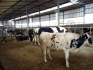 Продажа коров дойных, нетелей молочных пород в россии - фотография №6